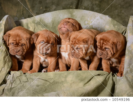 litter of puppies litter of puppies 10549196