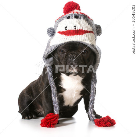 dog wearing hat 10549202