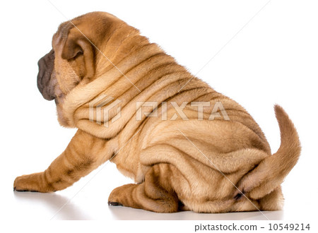 chinese shar pei puppy 10549214
