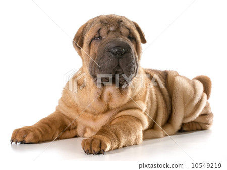 chinese shar pei puppy 10549219
