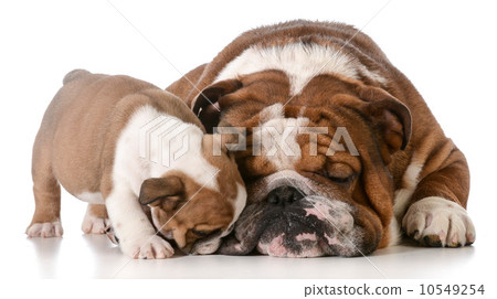 bulldog father and son bulldog father and son 10549254