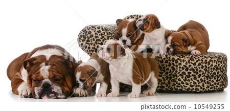 family of dogs 10549255
