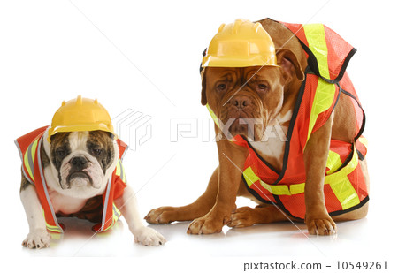 working dogs working dogs 10549261
