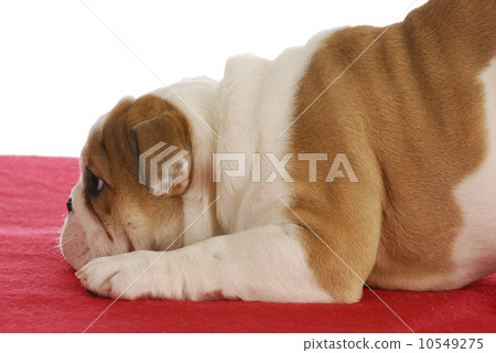 bashful puppy 10549275