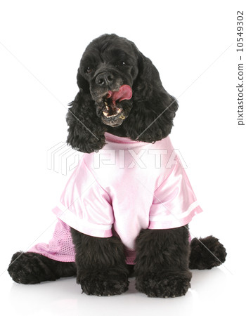 female cocker spaniel 10549302