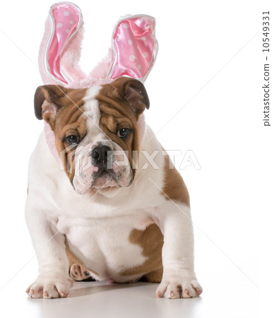 easter dog 10549331