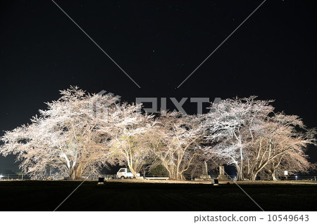 Cherry blossoms at night Cherry blossoms at night 10549643