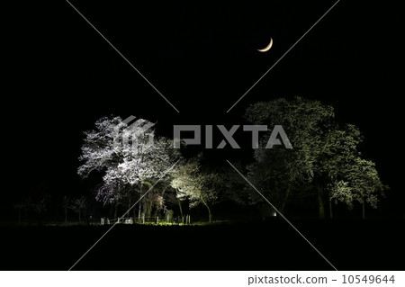 夜晚的櫻花 夜晚的櫻花 10549644
