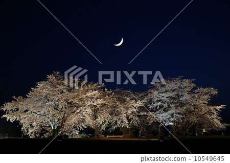 夜晚的櫻花 夜晚的櫻花 10549645