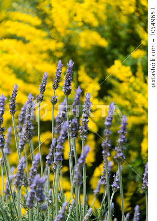 Enishida and lavender Enishida and lavender 10549651