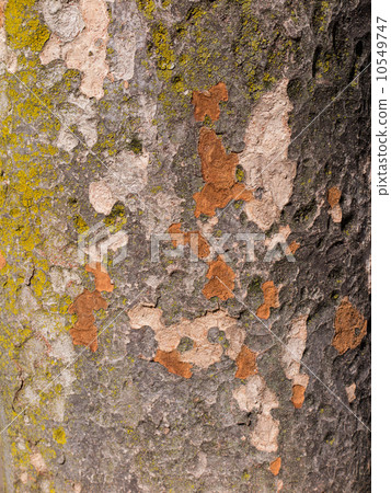 Suzukake's tree 10549747