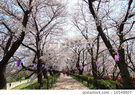 Ohanami櫻花樹 Ohanami櫻花樹 10549807