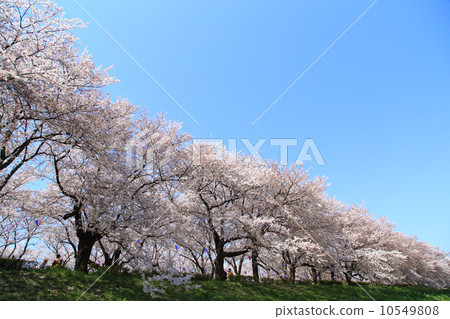 櫻花和藍天櫻花盛開 櫻花和藍天櫻花盛開 10549808