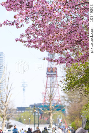 春天札幌大通公園 10549898