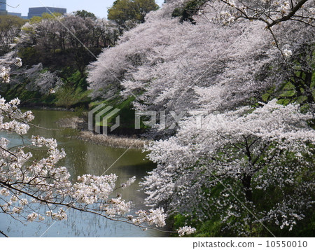 Ushikauchi的櫻花 10550010