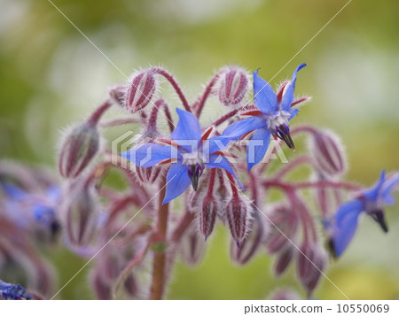 Boris Boris 10550069