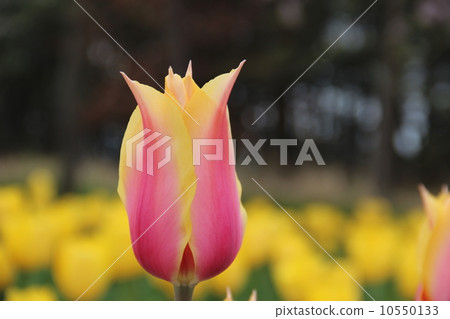 Tulip Tulip 10550133