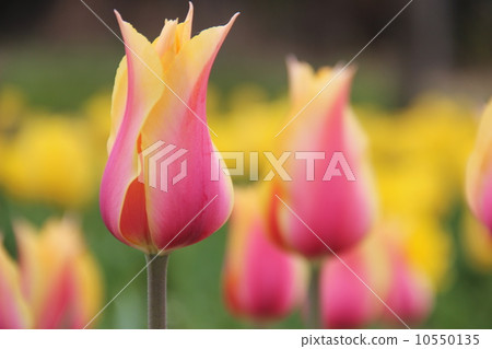Tulip Tulip 10550135