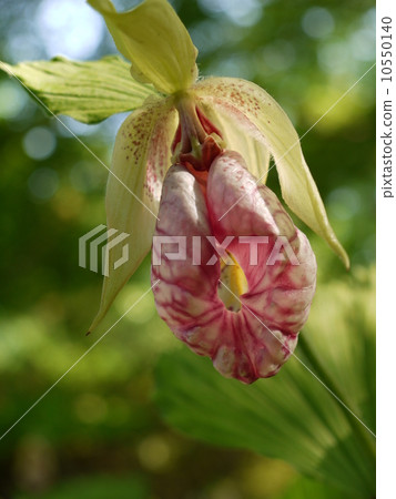 扇脈杓蘭 扇脈杓蘭 10550140