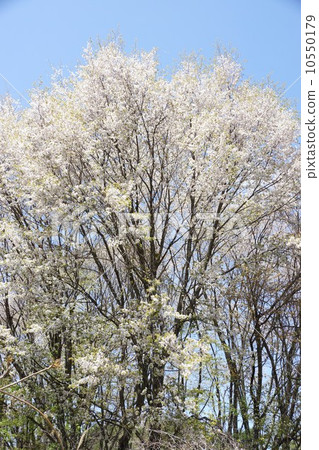 野生烏鴉 野生烏鴉 10550179