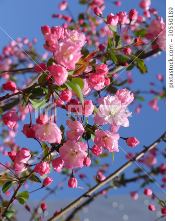 垂絲 垂絲 10550189