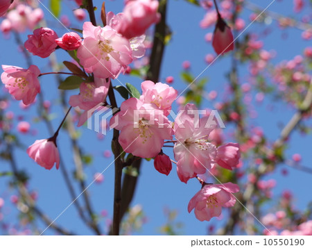 垂絲 垂絲 10550190