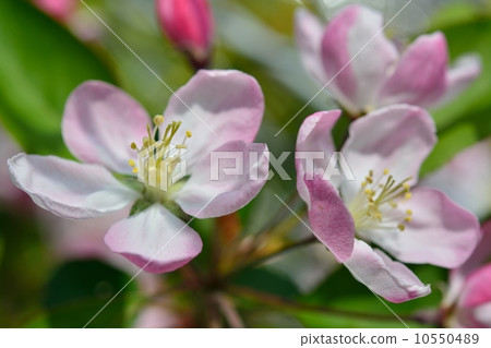 Hanakaido Hanakaido 10550489