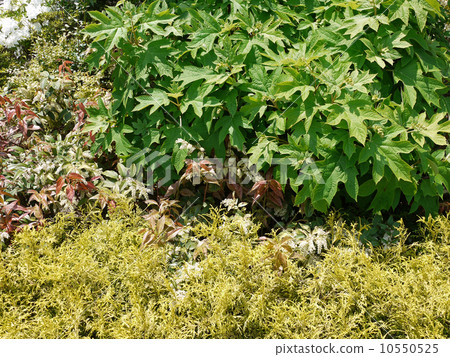 Earthquake shrubs mixed 10550525