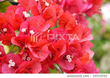 Bougainvillea Bougainvillea 10550592
