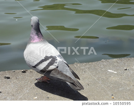 A twilight pigeon A twilight pigeon 10550595