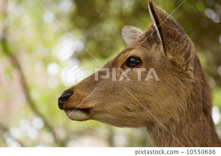 A deer A deer 10550686
