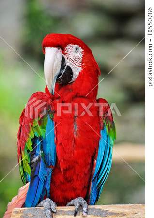 Scarlet macaw Scarlet macaw 10550786
