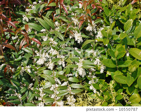 Mixed shrub Mixed shrub 10550787