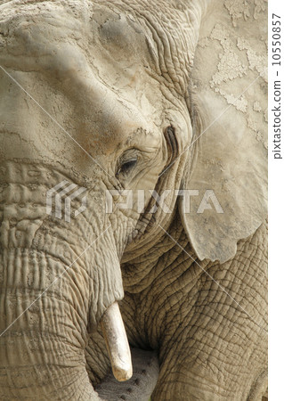 大象非洲大象 10550857
