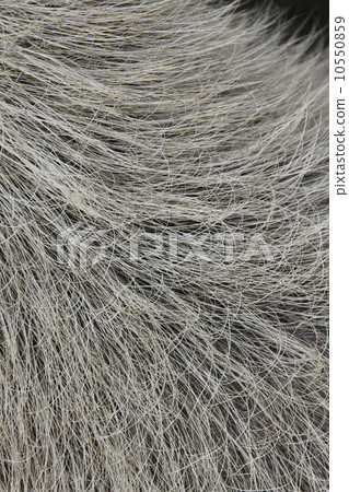 Capybarra大衣 10550859