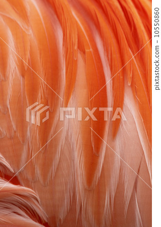 Flamingo feathers Flamingo feathers 10550860