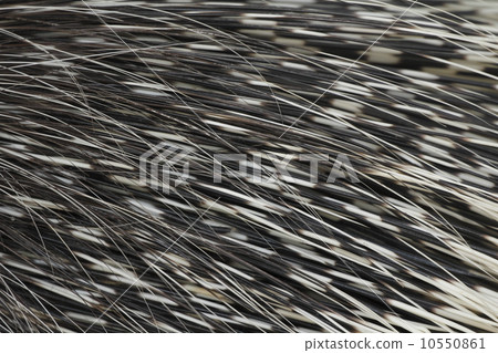 Porcupine brush (spit) Porcupine brush (spit) 10550861