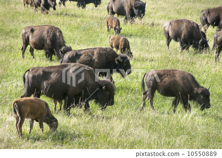 布法羅/美洲野牛群 10550889