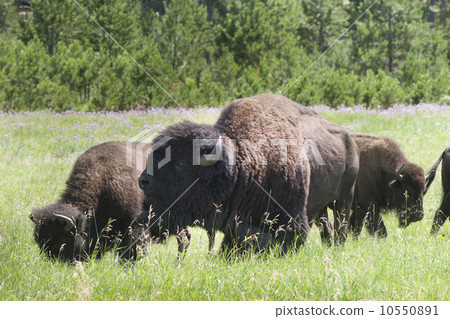 布法羅/美洲野牛群 10550891