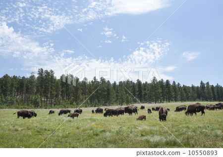 Buffalo / American herds of bison Buffalo / American herds of bison 10550893