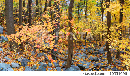 Autumn woods Autumn woods 10551096