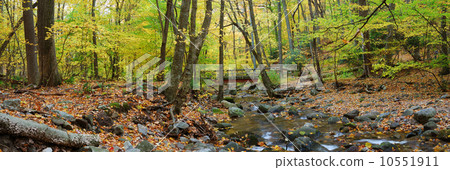 Autumn forest wood bridge panorama over creek 10551911