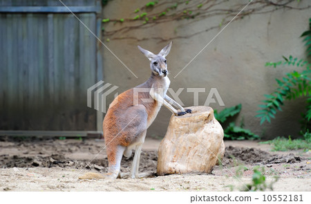 Chicago zoo Chicago zoo 10552181