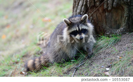 Raccoon 10553087