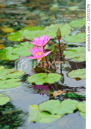 Water Lily Water Lily 10553279