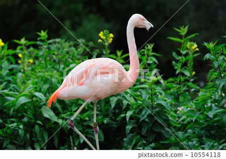 Chicago zoo Chicago zoo 10554118