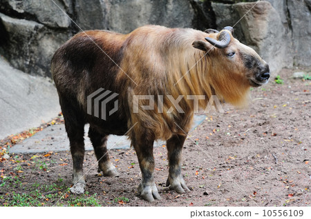 Chicago zoo Chicago zoo 10556109