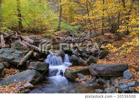 Autumn creek in forest Autumn creek in forest 10556508