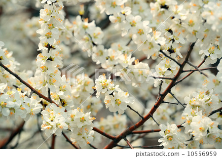 Beihai Park cherry blossom Beihai Park cherry blossom 10556959