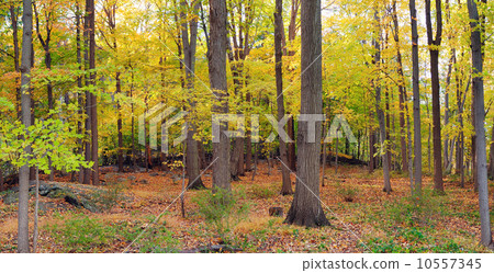 Bear Mountain forest panorama 10557345